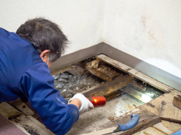 Best White Mold Remediation in Skidaway Island, GA